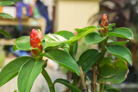 red Indian Head Ginger plant grow at house outdoor garden