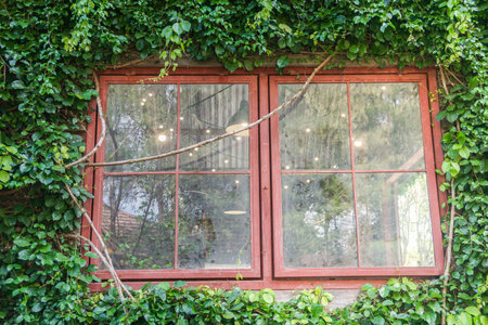 vintage red house window frame covered with bright green climber plants in summerの写真素材