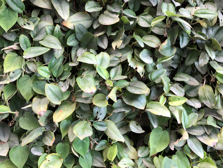 green plants hanging and growing on the wall