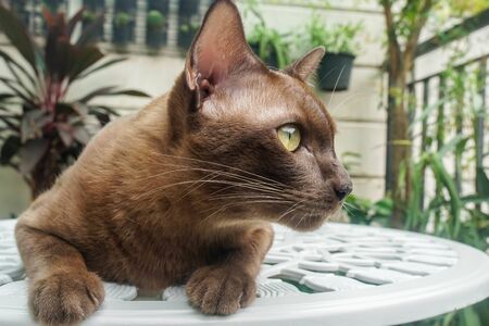 curious brown beautiful Thai cat lying on the white  tableの写真素材
