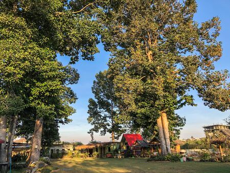 tall greenery trees at wide garden in rural area in sunny dayの写真素材