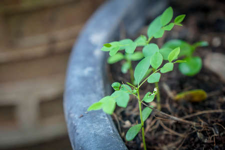 selective focus green small plant grow in the garden potの写真素材