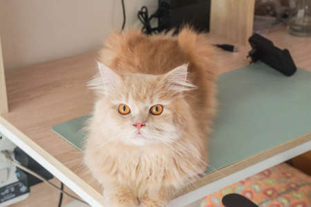 selective focus curious cute Persian cat sit on the tableの写真素材