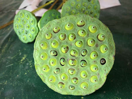 fresh green lotus seeds for health and medicineの写真素材