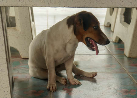 young cute dog with his long tongue sits on the tile floorの写真素材