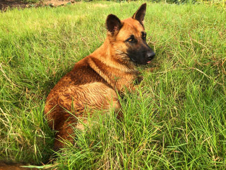 cute young German Shepherd play on green backyardの写真素材