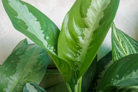 selective long green leaves texture in tropical gardenの写真素材
