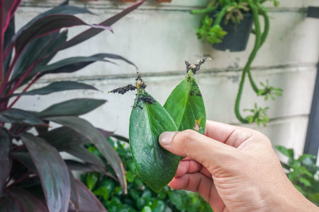 green plant growing from plantation in home garden