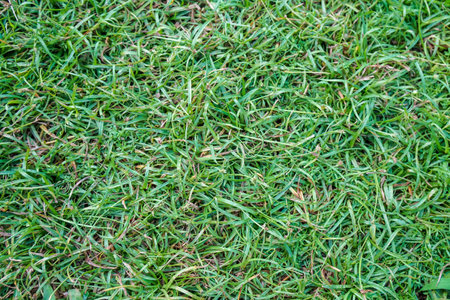 selective focus green grass background at house backyard in summer seasonの写真素材