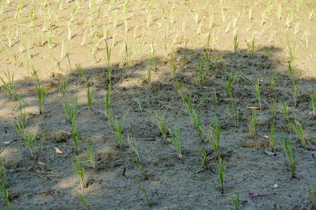 close up rice plants growing in muddy paddy farmの写真素材