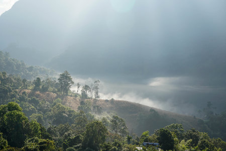 selective focus green tall trees at hill top with bright sunlight in foggy winter seasonの写真素材
