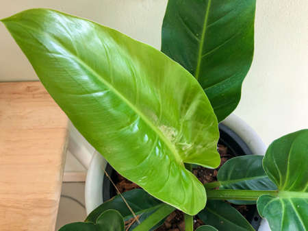 close up bright green leaf plant in flower pot for home decorationの写真素材