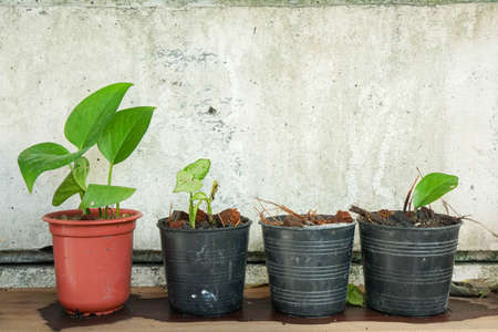 small green plants grow in pot to decorate garden in the houseの写真素材