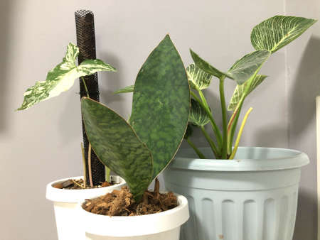 selective focus with noise and grain of grow green houseplants in minimal pot for home decorationの写真素材