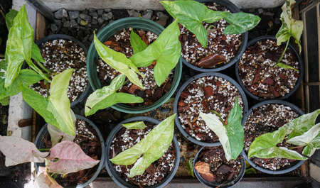 top view of Syngonium podophyllum in pot at house gardenの写真素材