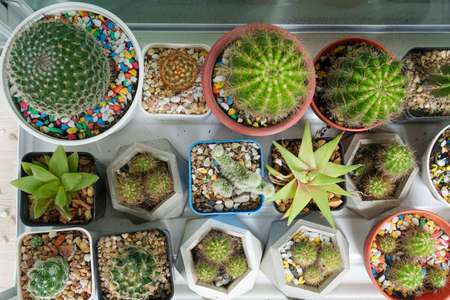 top view of succulent green cactus plants in glass houseの写真素材