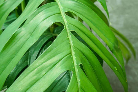 close up green Philodendron leaves in summerの写真素材