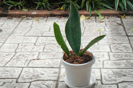 green Samse-vieria in white pot for house garden decorationの写真素材