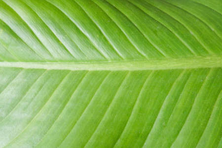 flat lay green leaf with strip pattern texture in summerの写真素材