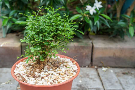 selective focus close up green Murraya paniculata plant in pot to decorate the gardenの写真素材
