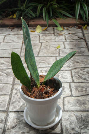 green Samse-vieria in white plastic pot for house garden decorationの写真素材