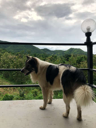 Bangkaew dog standing on the terrace with hill top viewの写真素材