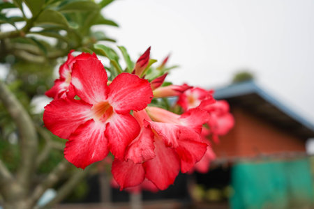 selective focus close up red pink desert rose blooming in summer morningの写真素材