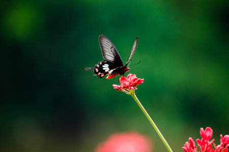 Butterfly Beauty of nature