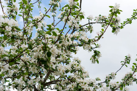 Blooming apple tree in spring time against cloudy sky.