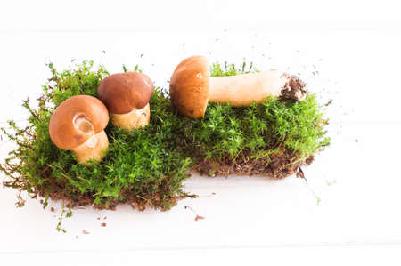 composition of three white forest mushrooms on moss. white wooden backgroundの写真素材