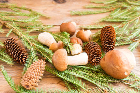composition of white forest mushrooms on a wooden village background with spruce branches and cones ..の写真素材