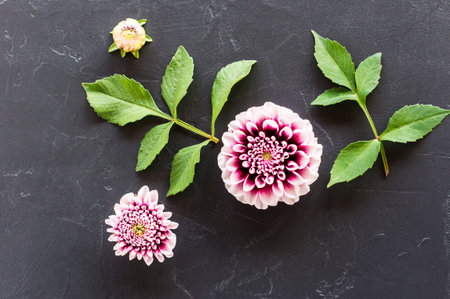 floral arrangement of the head and buds of purple dahlia with green leaves. top view
