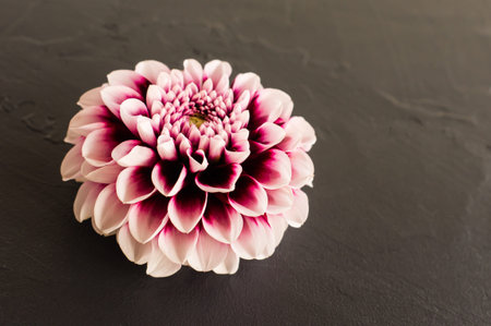the head of a purple dahlia on a black background. front view. space for text