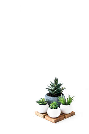 evergreen succulents and a cactus in keraic pots on a wooden podium on a white background with a copy of the spaceの写真素材