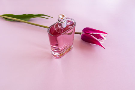 a glass bottle of women's perfume or toilet water with a delicate floral fragrance on a lilac background with a tulip. a copy of the spaceの写真素材