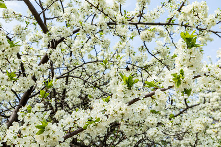 gorgeous flowering branches of a cherry tree. delicate white blossoms of blossoming cherries. Spring background for design. Macro photographyの写真素材