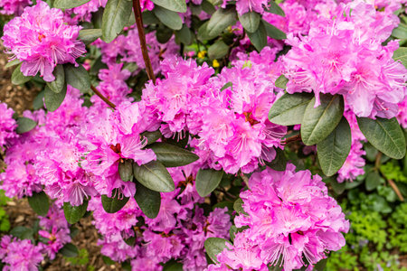 A bright beautiful flowering rhododendron bush. crimson delicate flowers of a flowering plant. Spring background, abstract natural backgroundの写真素材