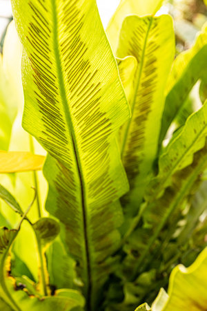 Beautiful natural background of tropical plant leaves. Bright green leaves with veins in sunlight,...