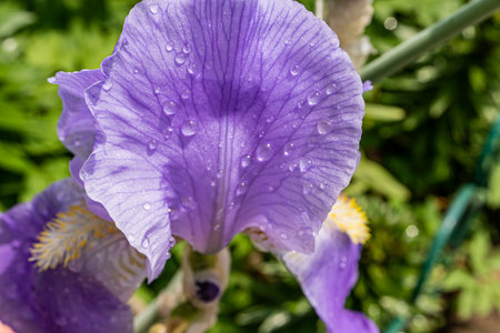 Gorgeous blue blooming iris with raindrops playing in the rays of the sun. Front close up view of flower petals. A delicate spring flower. Macro iris.の写真素材