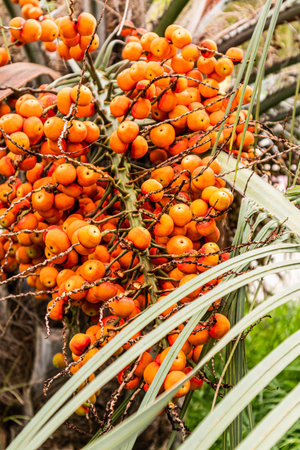a large descending branch of orange round palm fruits. front near view. Beautiful abstract natural...