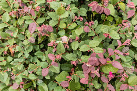 Beautiful bright foliage of an ornamental shrub loropetalum chinense. natural bright ornamental...