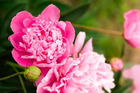summer pink peonies in the flowerbedの写真素材