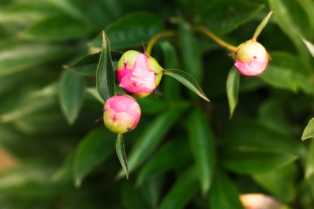 summer pink peonies in the flowerbedの写真素材