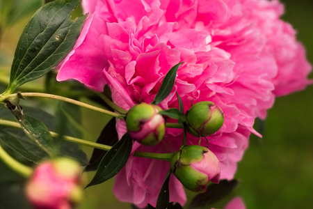 summer pink peonies in the flowerbedの写真素材