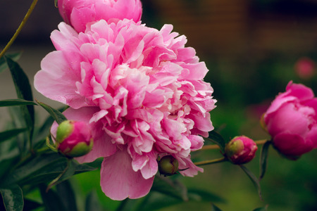summer pink peonies in the flowerbedの写真素材