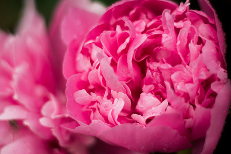 summer pink peonies in the flowerbedの写真素材