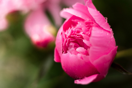 summer pink peonies in the flowerbedの写真素材