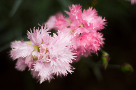 wildflowersの写真素材