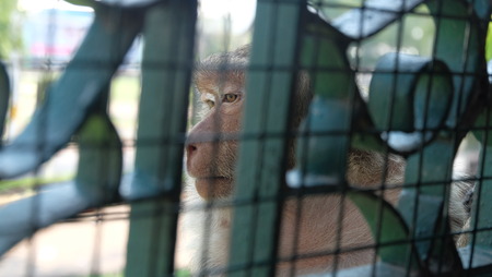 Monkey behind the fence at Kala Shrineの写真素材
