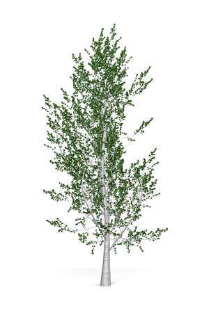 Aspen tree isolated on white background - 3d renderの写真素材